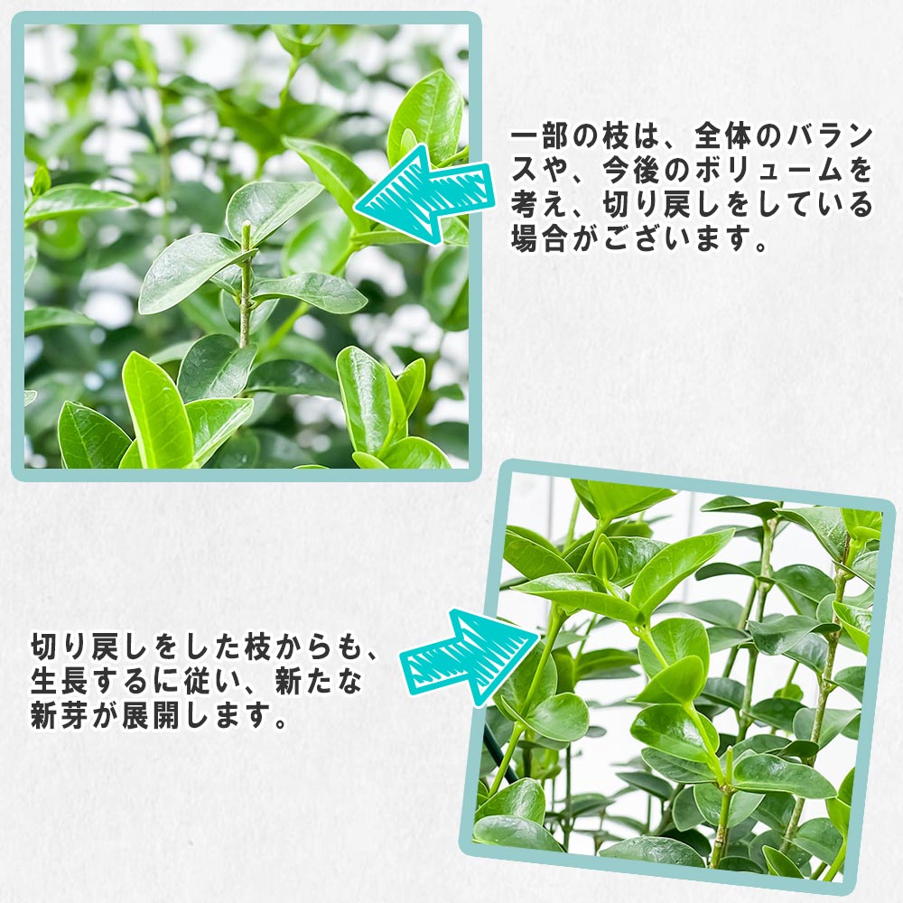 PLANCHU 観葉植物 ホヤ クミンギアナ 7号吊り鉢 育て方説明書付き Hoya cumingiana クミンギアーナ ガガイモ サクララン 桜蘭