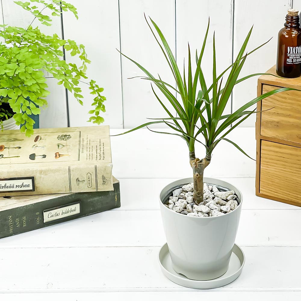 PLANCHU 観葉植物 ドラセナ マルギナータ 3.5号鉢 受け皿付き 育て方説明書付き Dracaena marginata 真実の木 マジナータ コンシンネ コンシナ