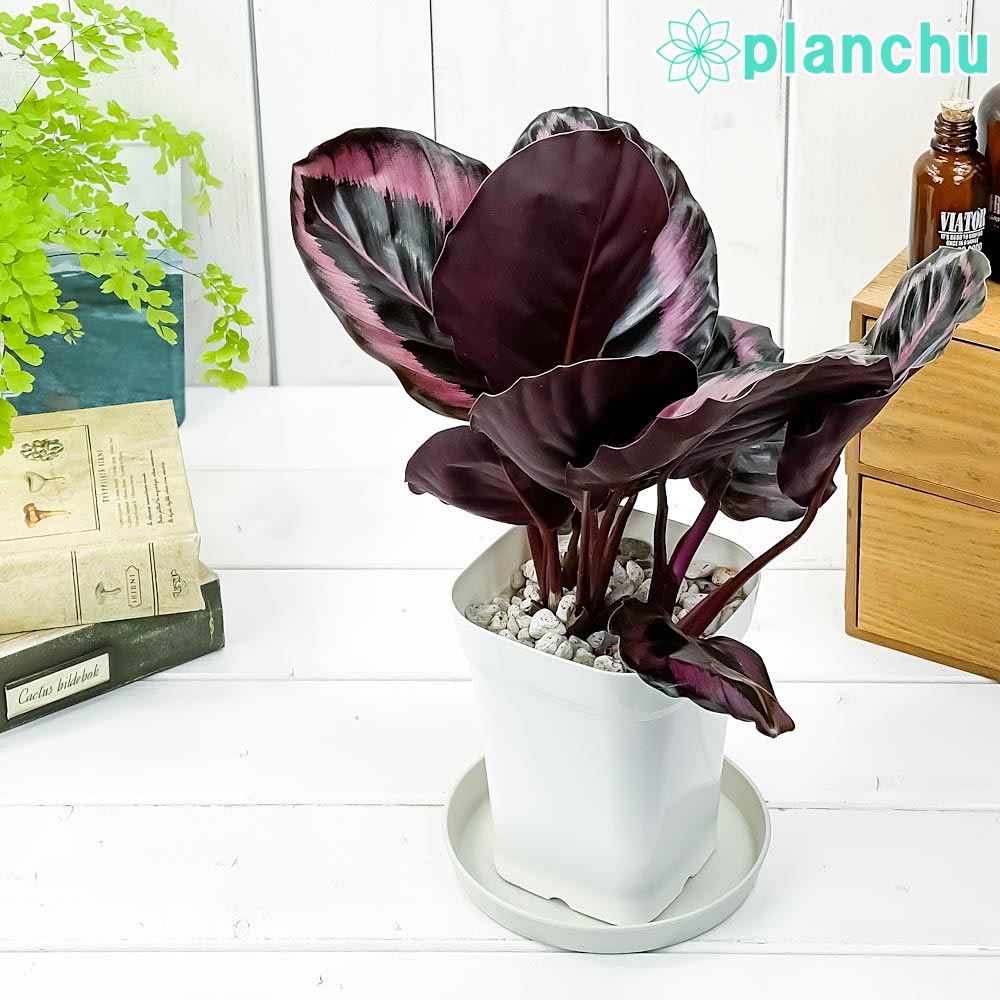 PLANCHU 観葉植物 カラテア レッドモジョ 4号鉢 受け皿付き 育て方説明書付き Calathea ‘Red Mojo’ ピンクスター