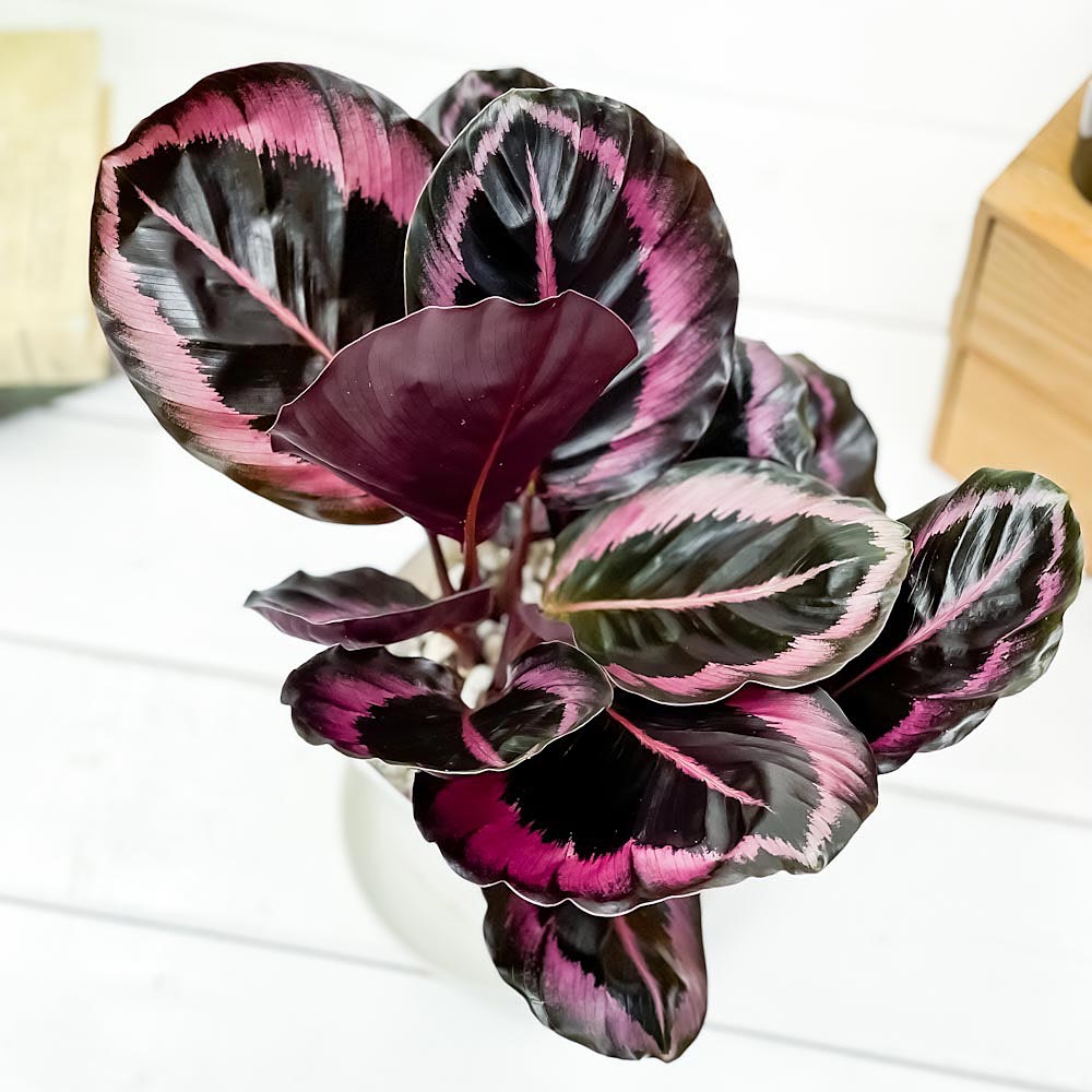PLANCHU 観葉植物 カラテア レッドモジョ 4号鉢 受け皿付き 育て方説明書付き Calathea ‘Red Mojo’ ピンクスター