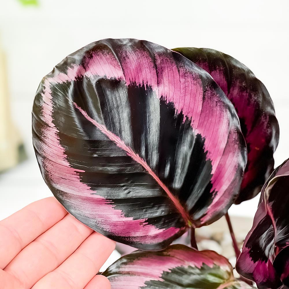 PLANCHU 観葉植物 カラテア レッドモジョ 4号鉢 受け皿付き 育て方説明書付き Calathea ‘Red Mojo’ ピンクスター