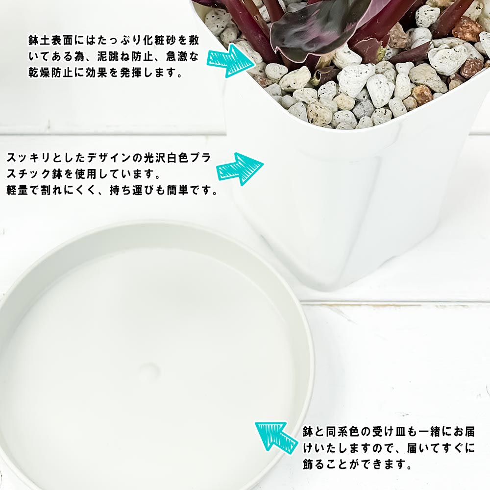 PLANCHU 観葉植物 カラテア レッドモジョ 4号鉢 受け皿付き 育て方説明書付き Calathea ‘Red Mojo’ ピンクスター
