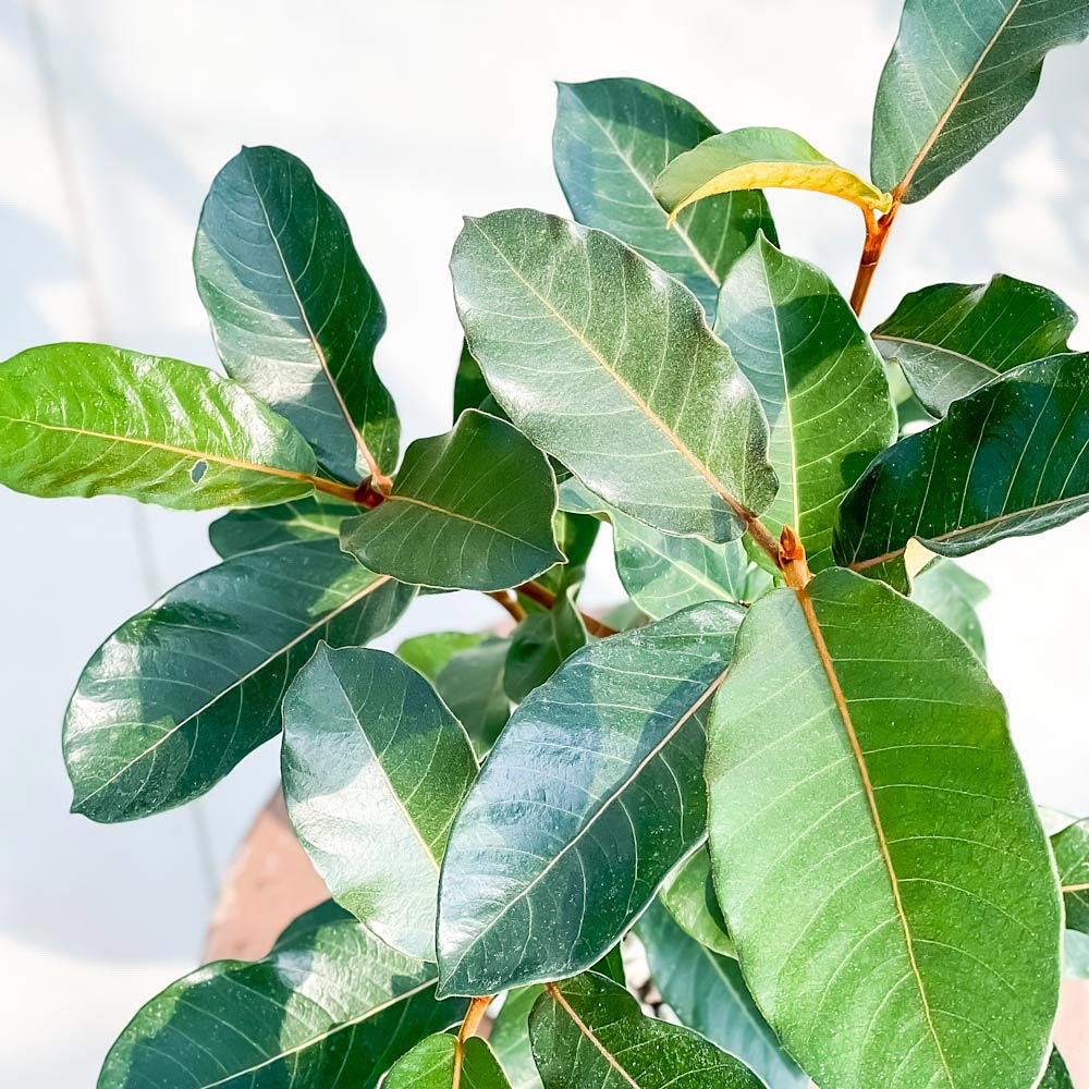PLANCHU 観葉植物 フィカス ベルベット 8号鉢 受け皿付き 育て方説明書付き Ficus ‘Velvet’