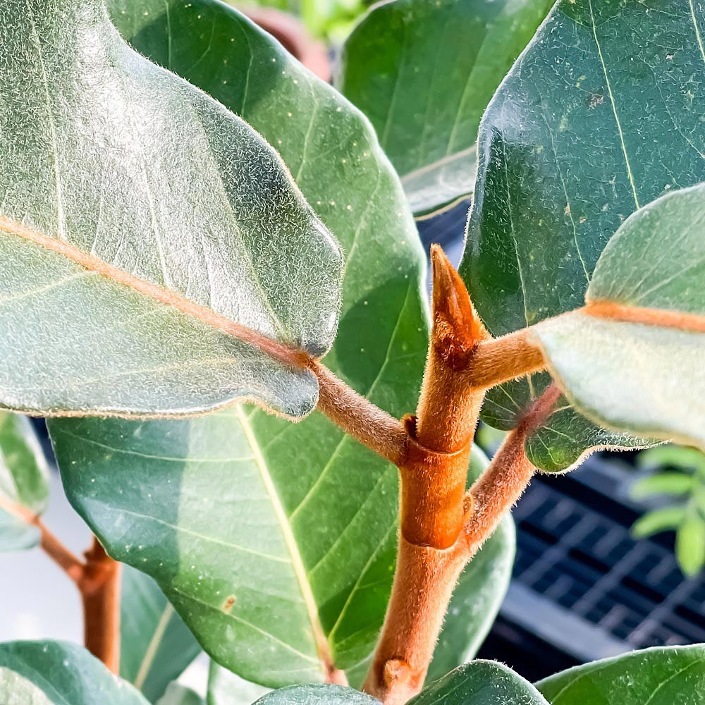PLANCHU 観葉植物 フィカス ベルベット 8号鉢 受け皿付き 育て方説明書付き Ficus ‘Velvet’