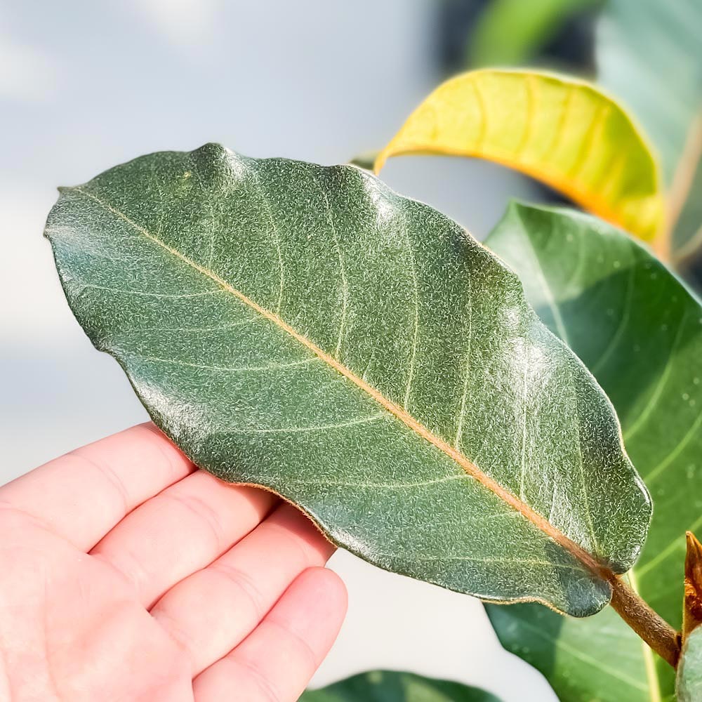 PLANCHU 観葉植物 フィカス ベルベット 8号鉢 受け皿付き 育て方説明書付き Ficus ‘Velvet’