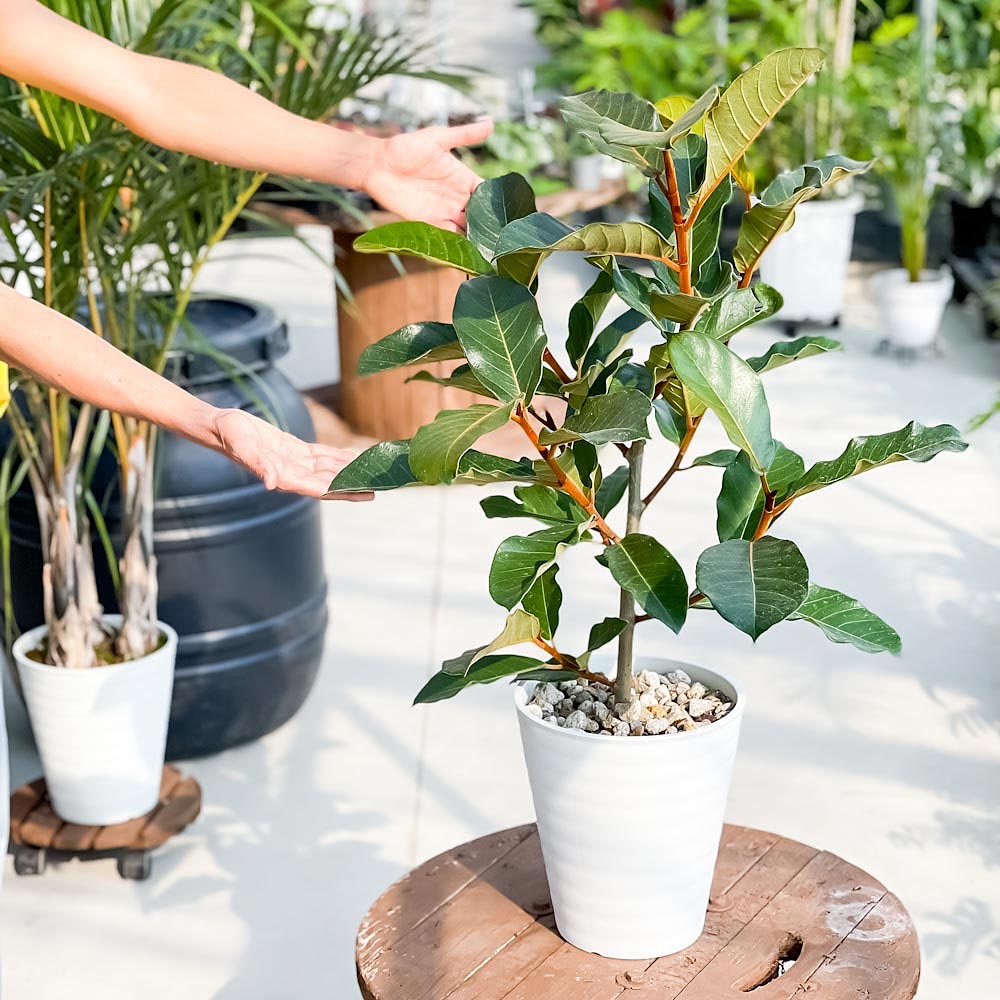 PLANCHU 観葉植物 フィカス ベルベット 8号鉢 受け皿付き 育て方説明書付き Ficus ‘Velvet’