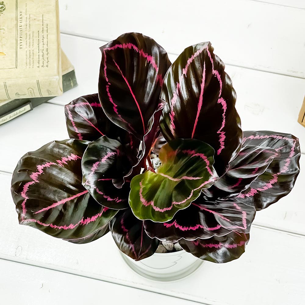PLANCHU 観葉植物 カラテア ドッティ 4号鉢 受け皿付き 育て方説明書付き Calathea roseopicta ‘Dottie’