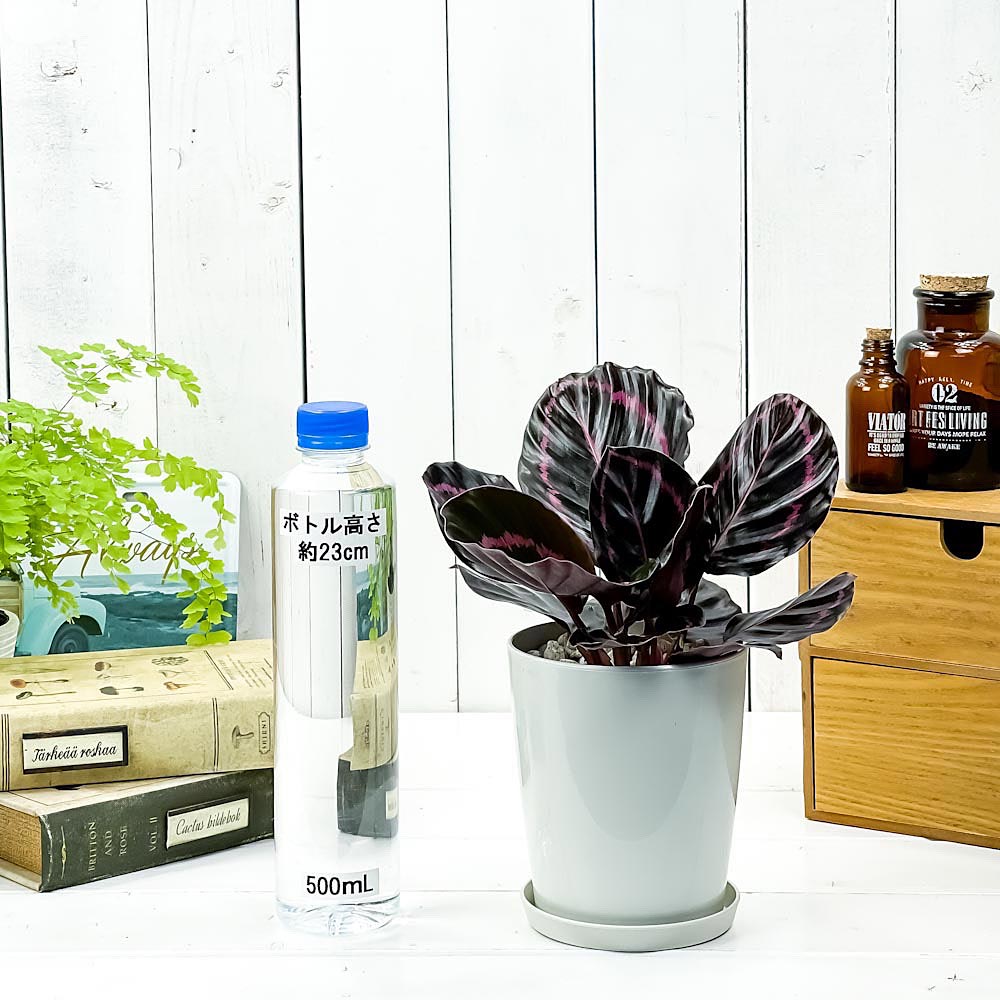 PLANCHU 観葉植物 カラテア ドッティ 4号鉢 受け皿付き 育て方説明書付き Calathea roseopicta ‘Dottie’