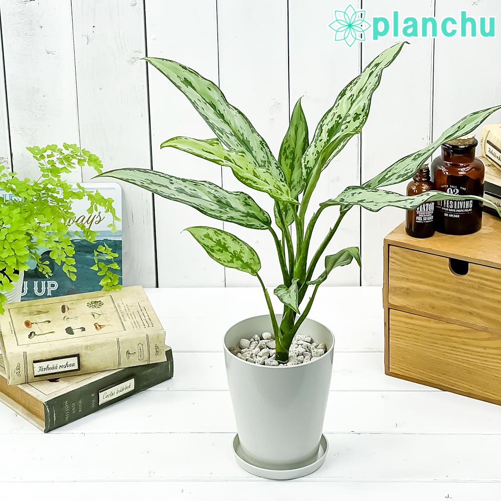 PLANCHU 観葉植物 アグラオネマ グリーンコンパクタ 4号鉢 受け皿付き 育て方説明書付き Aglaonema commutatum ‘Green Compacta’ 幸せを招くタイの宝石 アロイド
