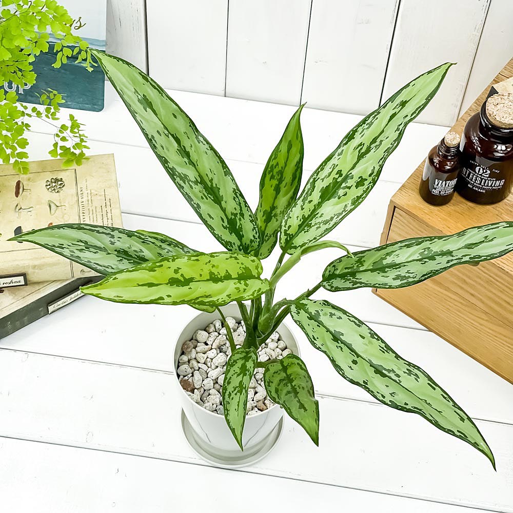 PLANCHU 観葉植物 アグラオネマ グリーンコンパクタ 4号鉢 受け皿付き 育て方説明書付き Aglaonema commutatum ‘Green Compacta’ 幸せを招くタイの宝石 アロイド