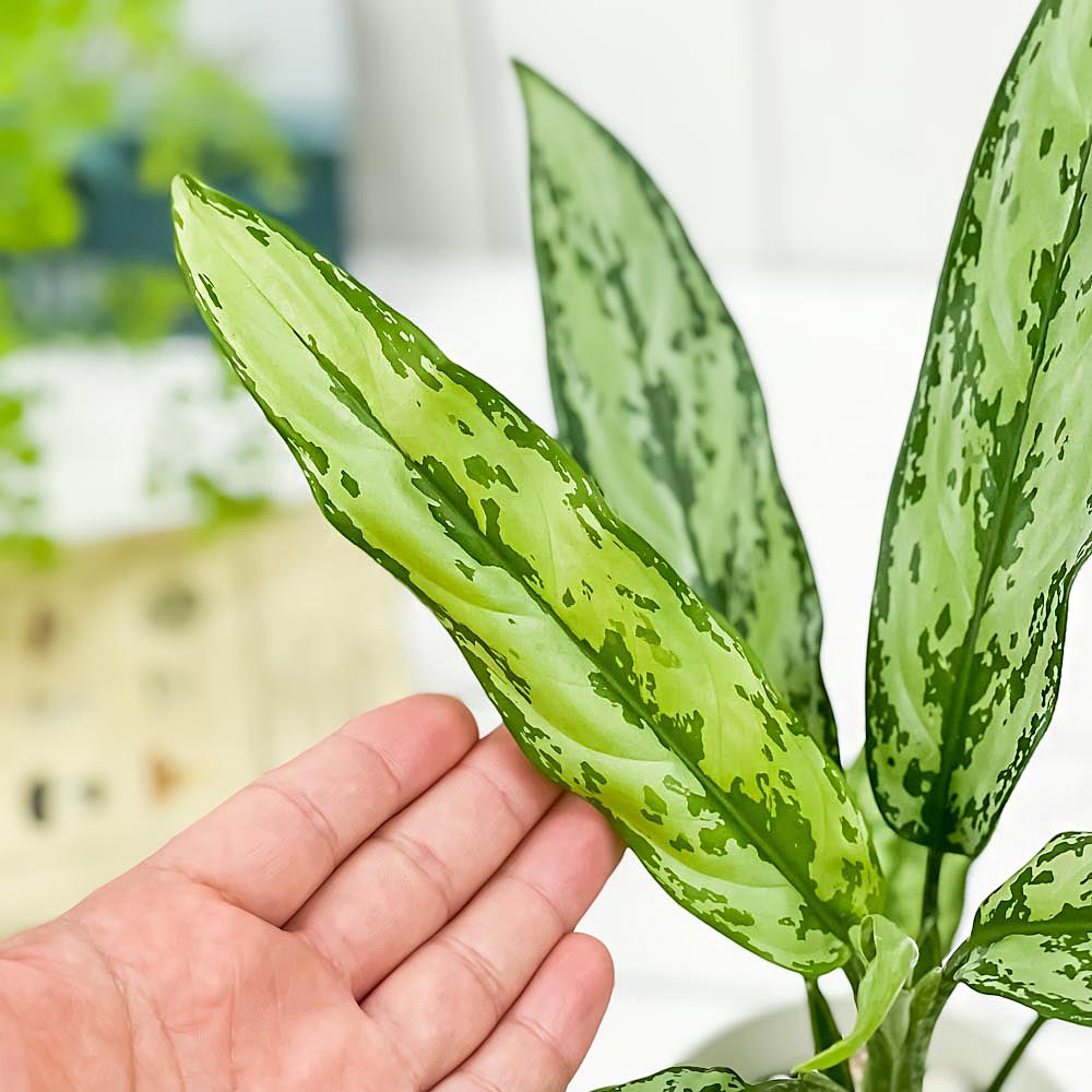 PLANCHU 観葉植物 アグラオネマ グリーンコンパクタ 4号鉢 受け皿付き 育て方説明書付き Aglaonema commutatum ‘Green Compacta’ 幸せを招くタイの宝石 アロイド