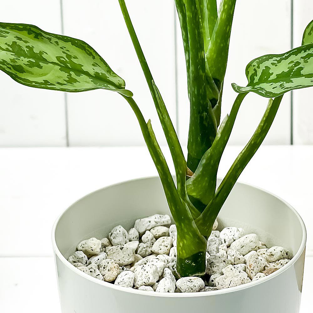 PLANCHU 観葉植物 アグラオネマ グリーンコンパクタ 4号鉢 受け皿付き 育て方説明書付き Aglaonema commutatum ‘Green Compacta’ 幸せを招くタイの宝石 アロイド