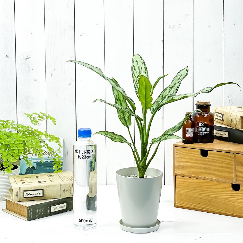 PLANCHU 観葉植物 アグラオネマ グリーンコンパクタ 4号鉢 受け皿付き 育て方説明書付き Aglaonema commutatum ‘Green Compacta’ 幸せを招くタイの宝石 アロイド