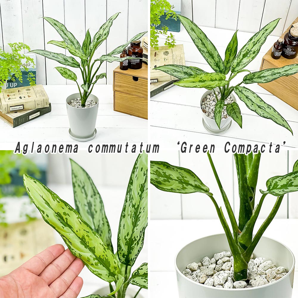 PLANCHU 観葉植物 アグラオネマ グリーンコンパクタ & ホワイトステム 2種セット 4号鉢 受け皿付き 育て方説明書付き Aglaonema 幸せを招くタイの宝石