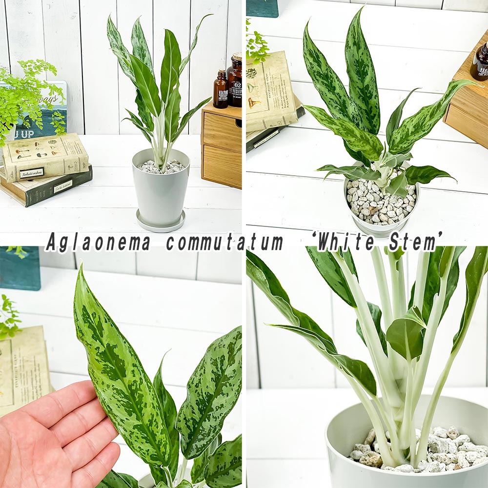 PLANCHU 観葉植物 アグラオネマ グリーンコンパクタ & ホワイトステム 2種セット 4号鉢 受け皿付き 育て方説明書付き Aglaonema 幸せを招くタイの宝石