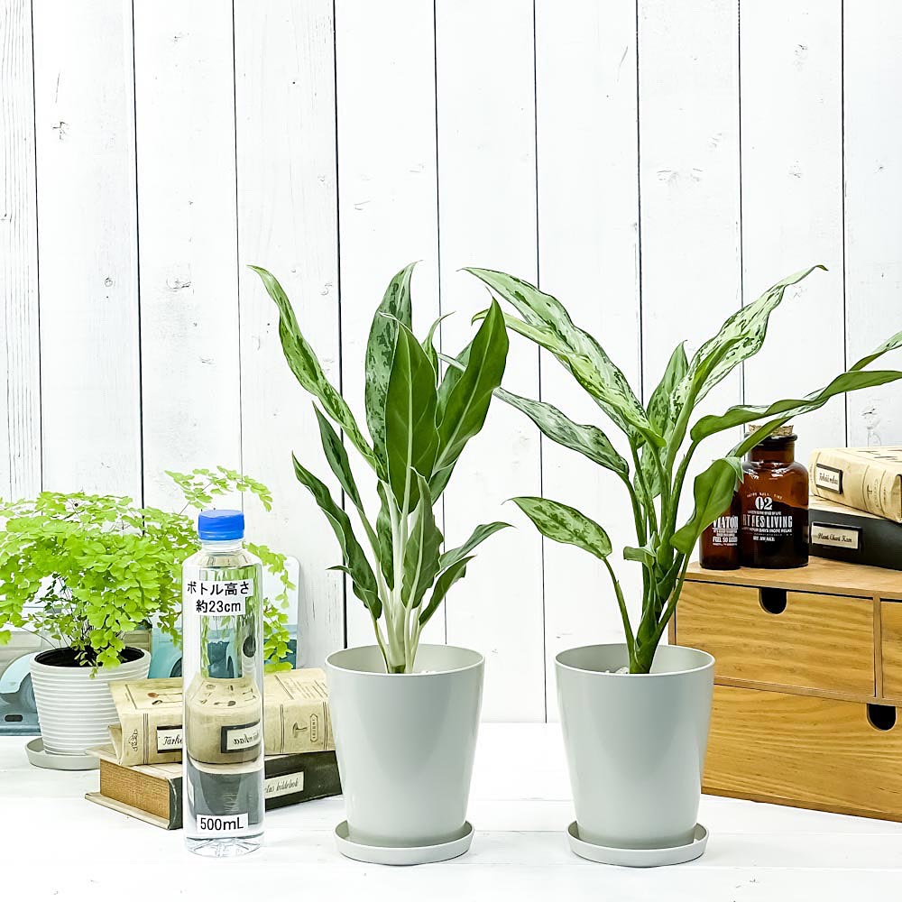 PLANCHU 観葉植物 アグラオネマ グリーンコンパクタ & ホワイトステム 2種セット 4号鉢 受け皿付き 育て方説明書付き Aglaonema 幸せを招くタイの宝石