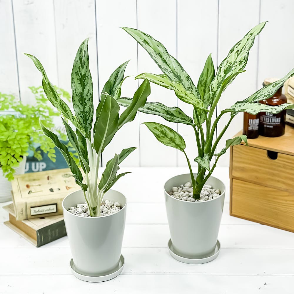 PLANCHU 観葉植物 アグラオネマ グリーンコンパクタ & ホワイトステム 2種セット 4号鉢 受け皿付き 育て方説明書付き Aglaonema 幸せを招くタイの宝石