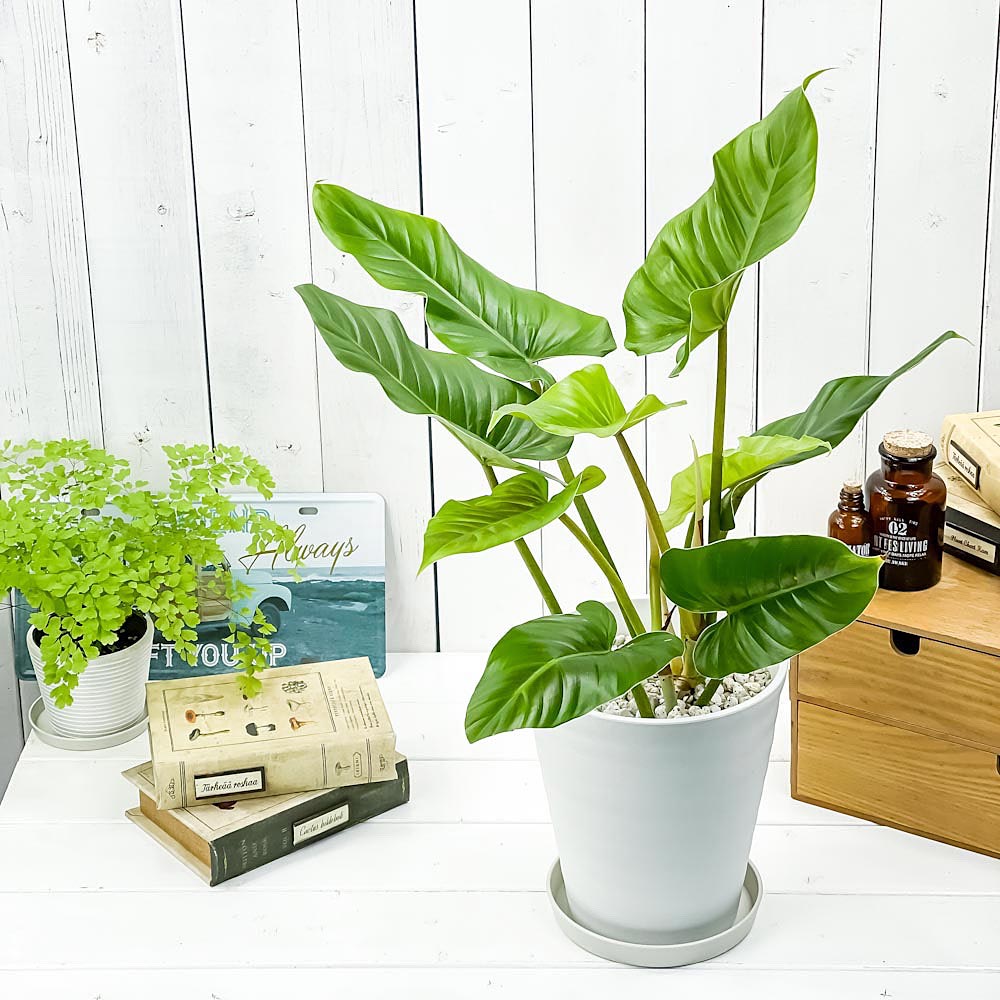 PLANCHU 観葉植物 フィロデンドロン クルエンタム 6号鉢 受け皿付き 育て方説明書付き Philodendron cruentum サブハスタータム アロイド