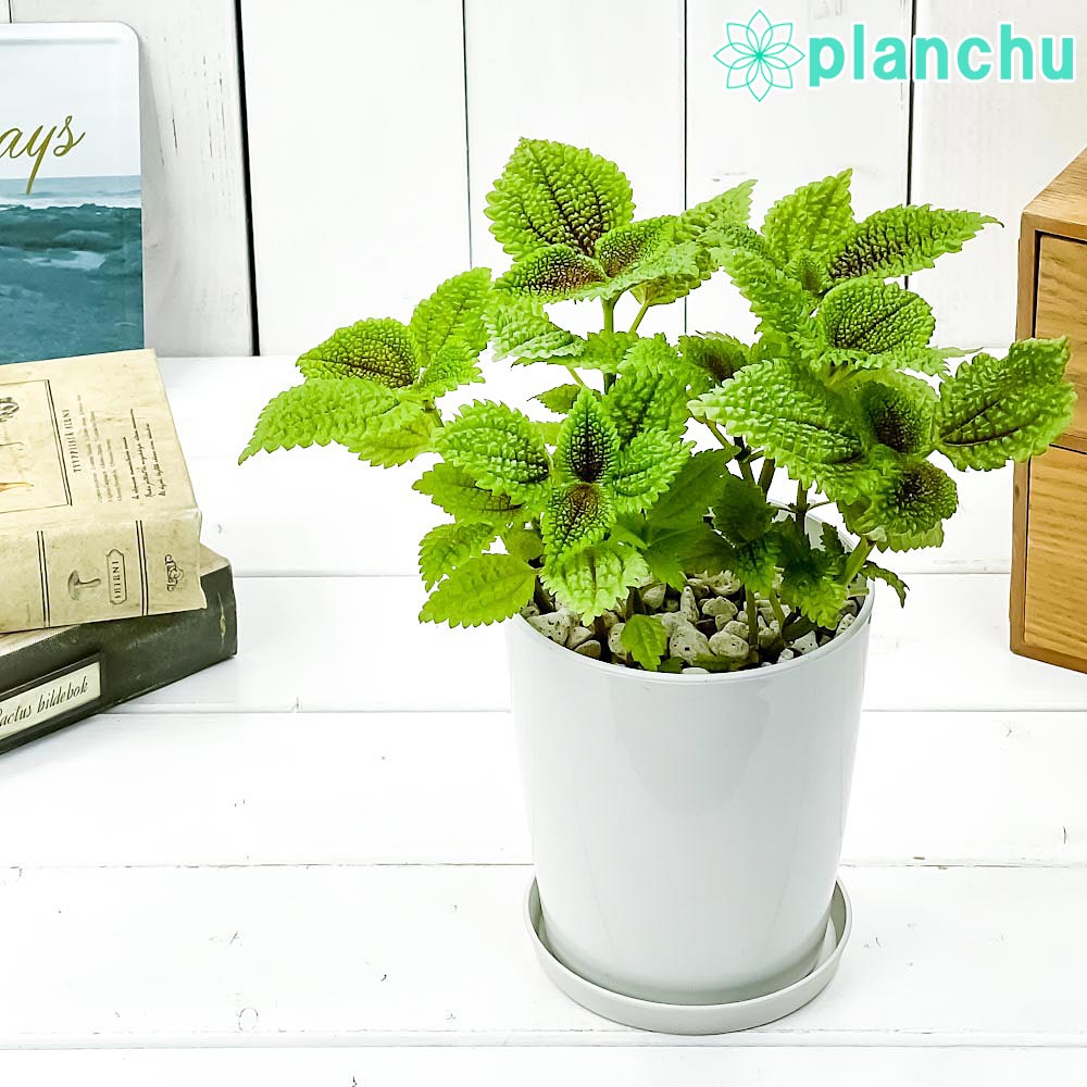 PLANCHU 観葉植物 ピレア ムーンバレー 4号鉢 受け皿付き 育て方説明書付き Pilea mollis ‘Moon Valley’