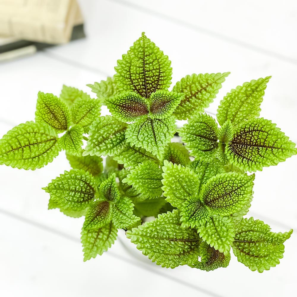 PLANCHU 観葉植物 ピレア ムーンバレー 4号鉢 受け皿付き 育て方説明書付き Pilea mollis ‘Moon Valley’