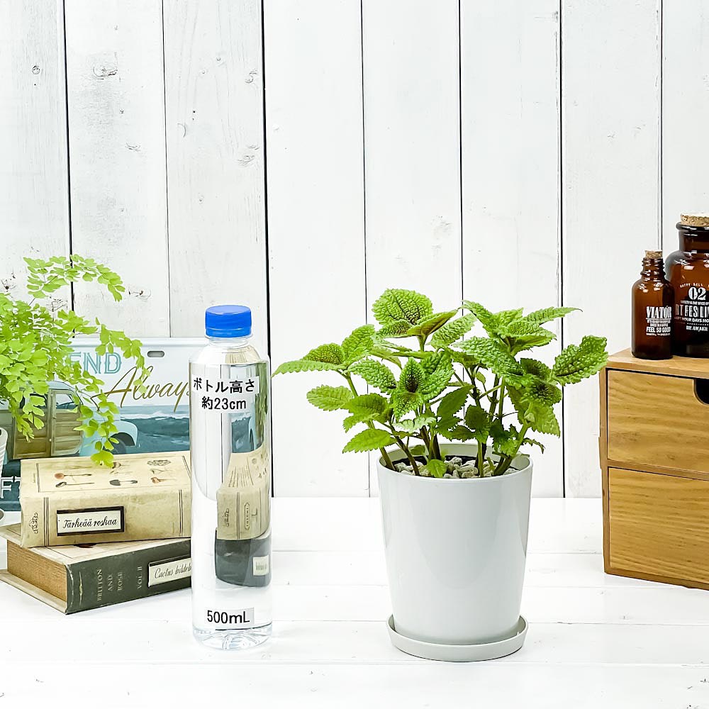 PLANCHU 観葉植物 ピレア ムーンバレー 4号鉢 受け皿付き 育て方説明書付き Pilea mollis ‘Moon Valley’