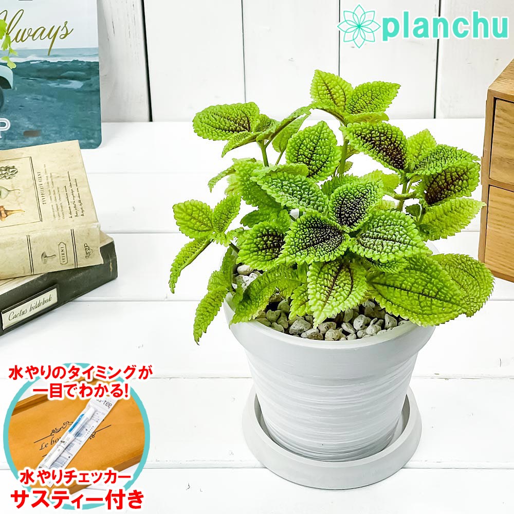 PLANCHU 観葉植物 ピレア ムーンバレー 5号樹脂鉢 カーヴホワイト サスティー付き 受け皿付き 育て方説明書付き Pilea mollis ‘Moon Valley’