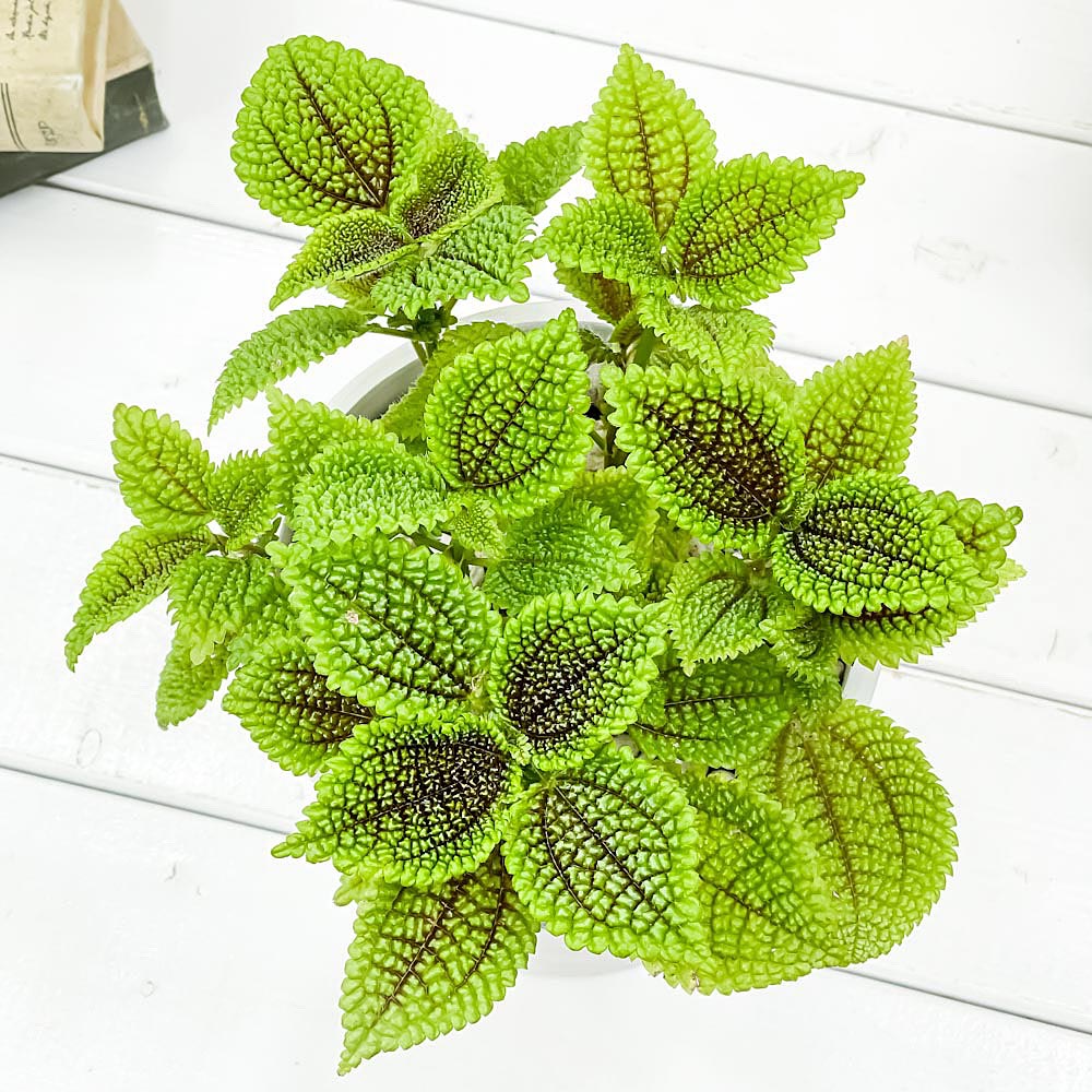 PLANCHU 観葉植物 ピレア ムーンバレー 5号樹脂鉢 カーヴホワイト サスティー付き 受け皿付き 育て方説明書付き Pilea mollis ‘Moon Valley’