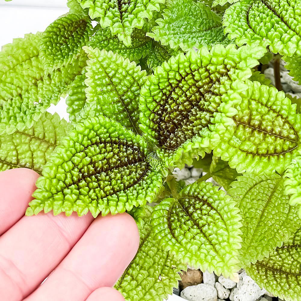 PLANCHU 観葉植物 ピレア ムーンバレー 5号樹脂鉢 カーヴホワイト サスティー付き 受け皿付き 育て方説明書付き Pilea mollis ‘Moon Valley’