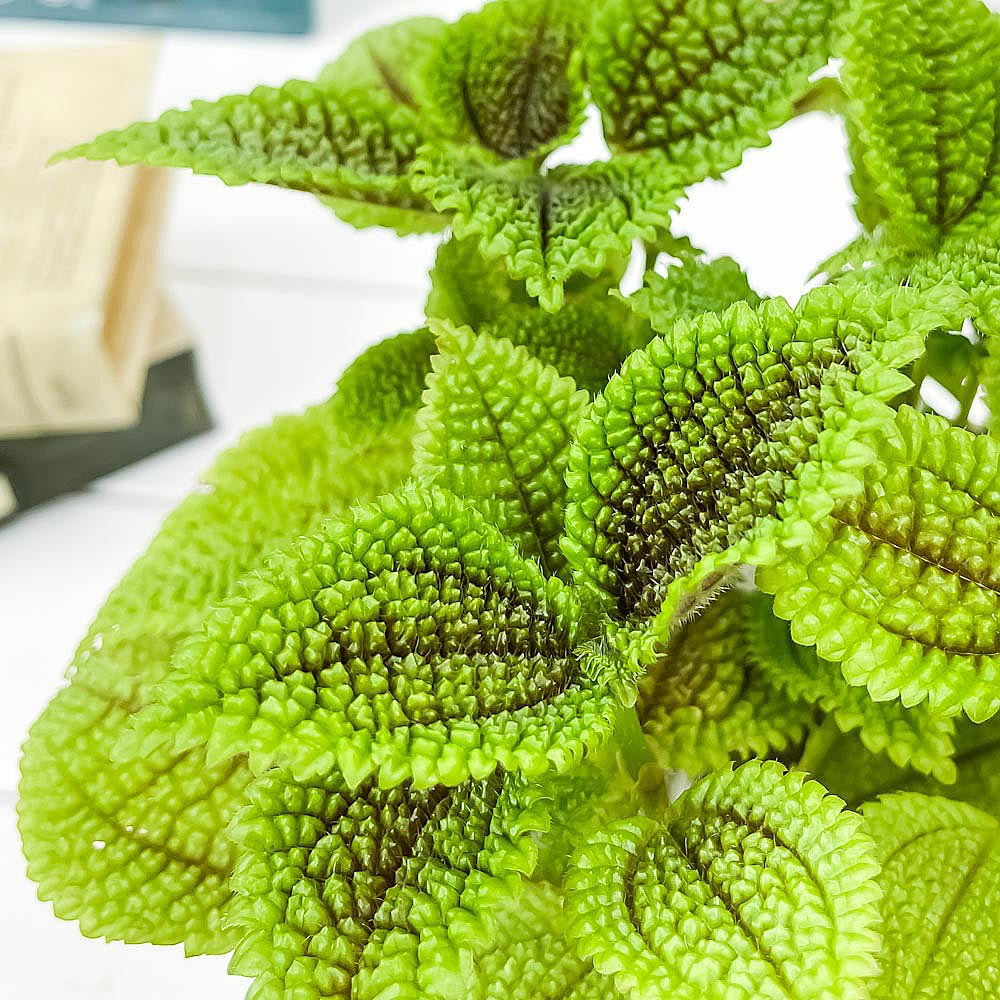 PLANCHU 観葉植物 ピレア ムーンバレー 5号樹脂鉢 カーヴホワイト サスティー付き 受け皿付き 育て方説明書付き Pilea mollis ‘Moon Valley’