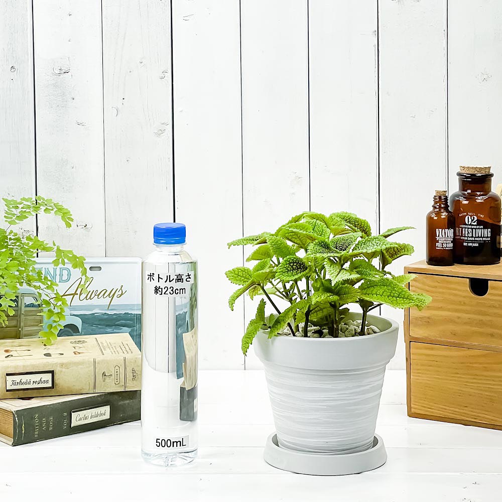 PLANCHU 観葉植物 ピレア ムーンバレー 5号樹脂鉢 カーヴホワイト サスティー付き 受け皿付き 育て方説明書付き Pilea mollis ‘Moon Valley’
