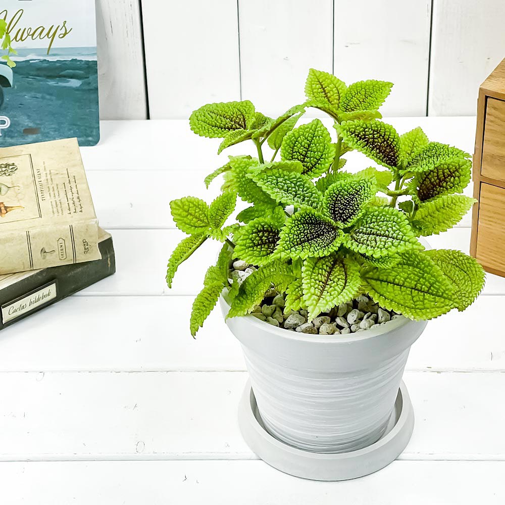 PLANCHU 観葉植物 ピレア ムーンバレー 5号樹脂鉢 カーヴホワイト サスティー付き 受け皿付き 育て方説明書付き Pilea mollis ‘Moon Valley’