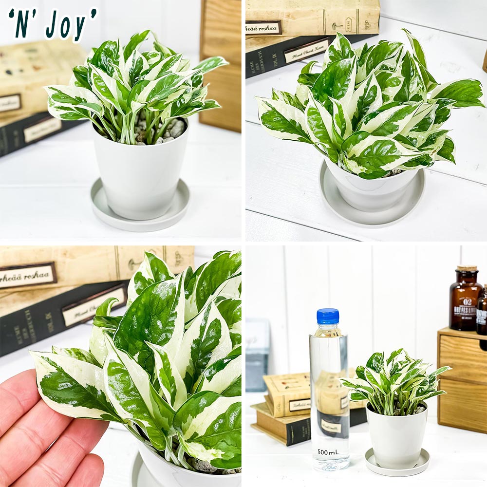 PLANCHU 観葉植物 ポトス エンジョイ & グローバルグリーン 2種セット 3.5号鉢 受け皿付き 育て方説明書付き PVP エピプレムナム アロイド