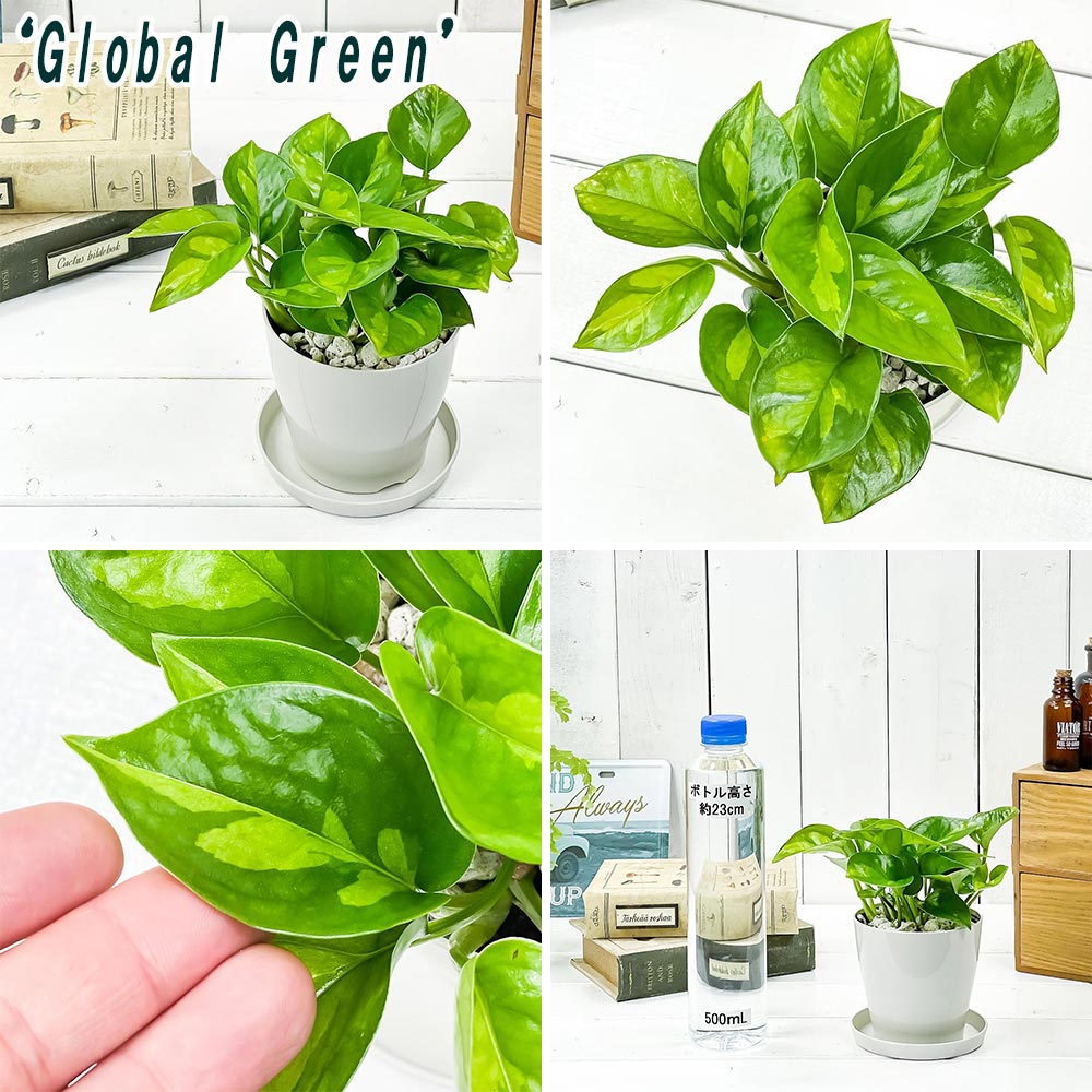 PLANCHU 観葉植物 ポトス エンジョイ & グローバルグリーン 2種セット 3.5号鉢 受け皿付き 育て方説明書付き PVP エピプレムナム アロイド