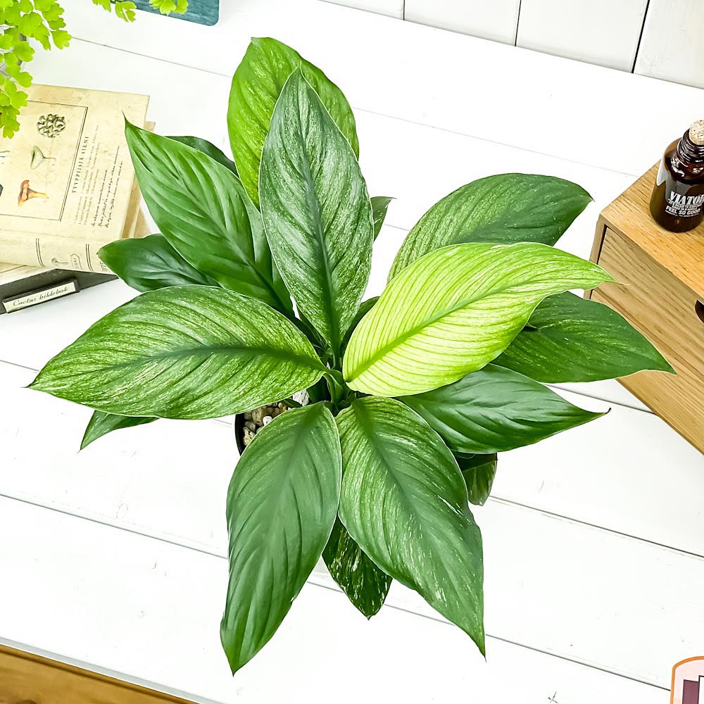 PLANCHU 観葉植物 スパティフィラム いせ姫 4号鉢 受け皿付き 育て方説明書付き PVP Spathiphyllum ‘Isehime’ 斑入り イセヒメ アロイド