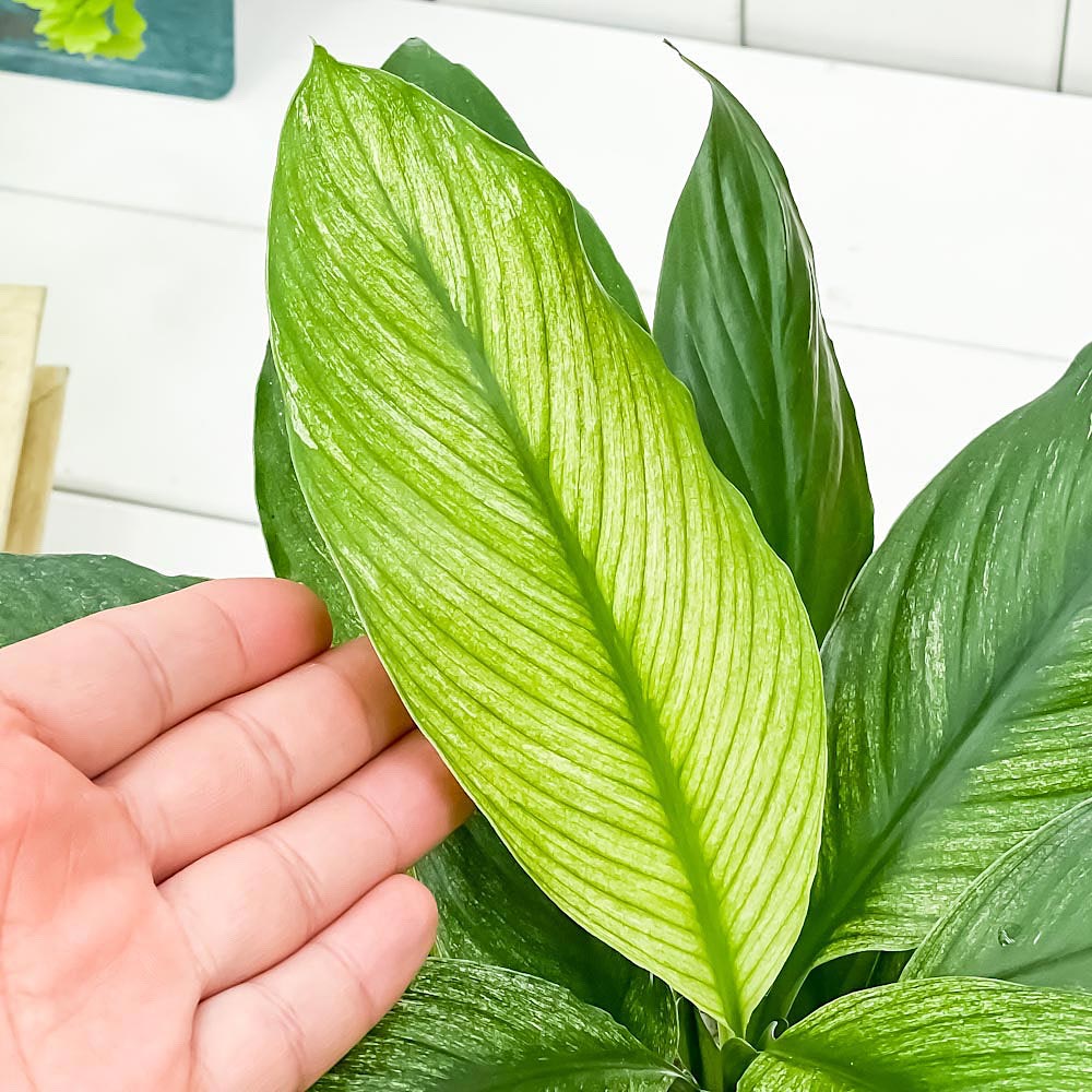 PLANCHU 観葉植物 スパティフィラム いせ姫 4号鉢 受け皿付き 育て方説明書付き PVP Spathiphyllum ‘Isehime’ 斑入り イセヒメ アロイド