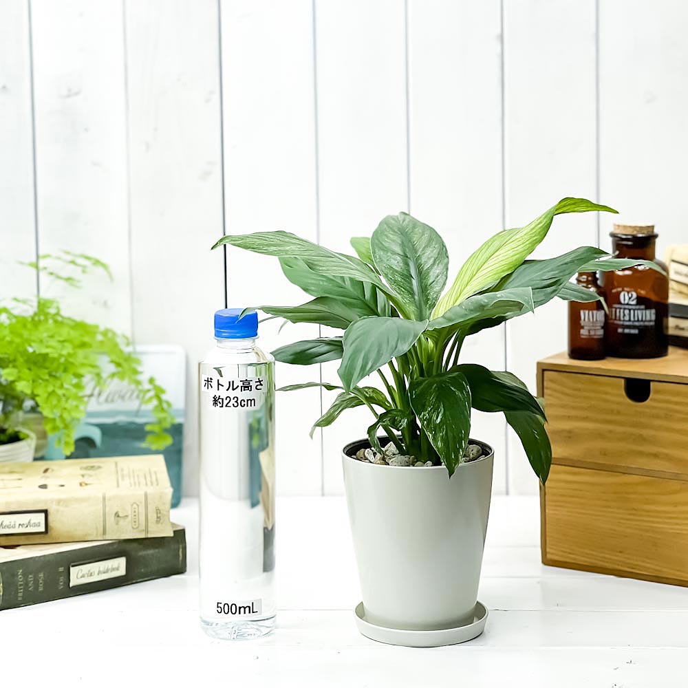 PLANCHU 観葉植物 スパティフィラム いせ姫 4号鉢 受け皿付き 育て方説明書付き PVP Spathiphyllum ‘Isehime’ 斑入り イセヒメ アロイド