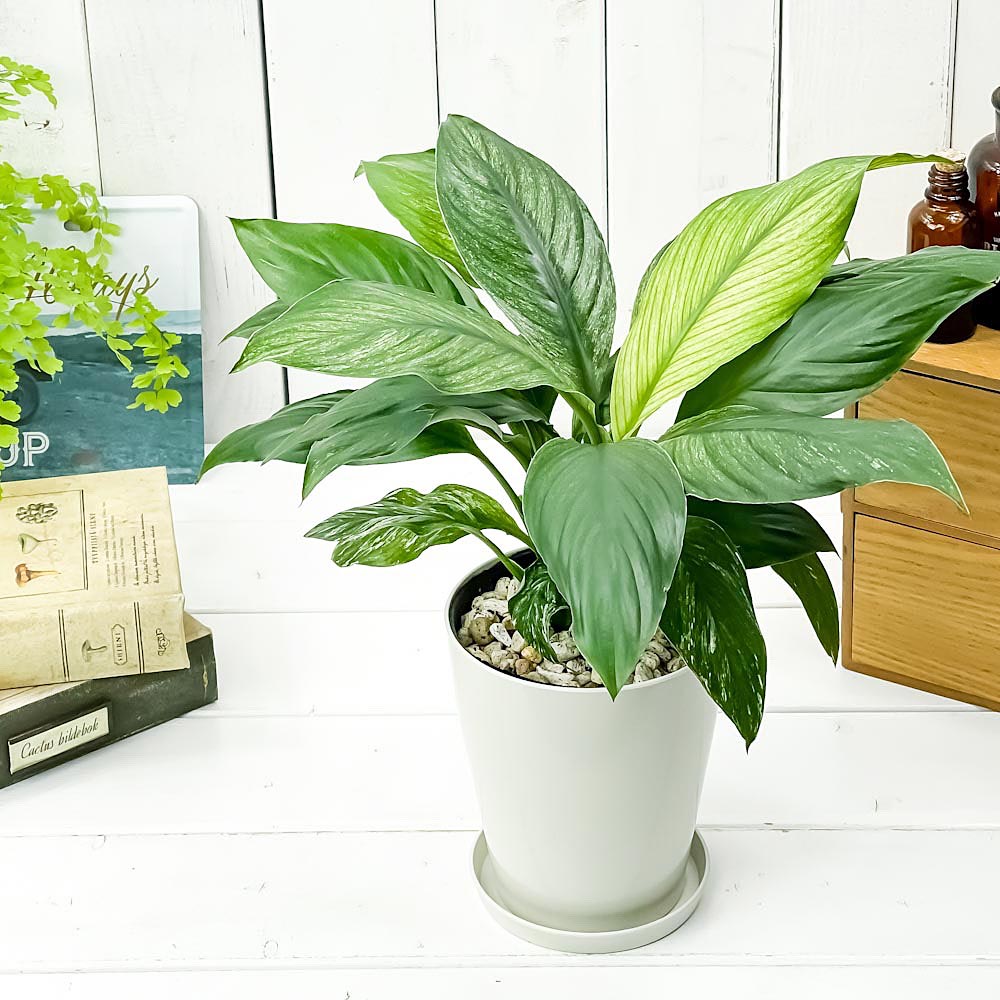 PLANCHU 観葉植物 スパティフィラム いせ姫 4号鉢 受け皿付き 育て方説明書付き PVP Spathiphyllum ‘Isehime’ 斑入り イセヒメ アロイド
