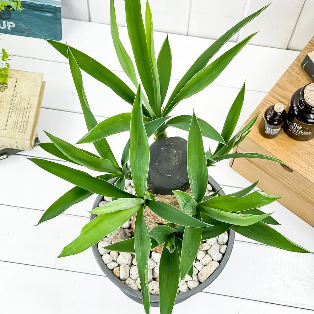 PLANCHU 観葉植物 ユッカ グアテマレンシス 7号樹脂鉢 ダークグレー 受け皿付き 育て方説明書付き Yucca guatemalensis マヤツリー
