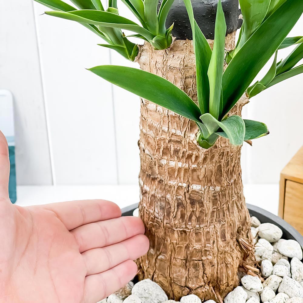 PLANCHU 観葉植物 ユッカ グアテマレンシス 7号樹脂鉢 ダークグレー 受け皿付き 育て方説明書付き Yucca guatemalensis マヤツリー
