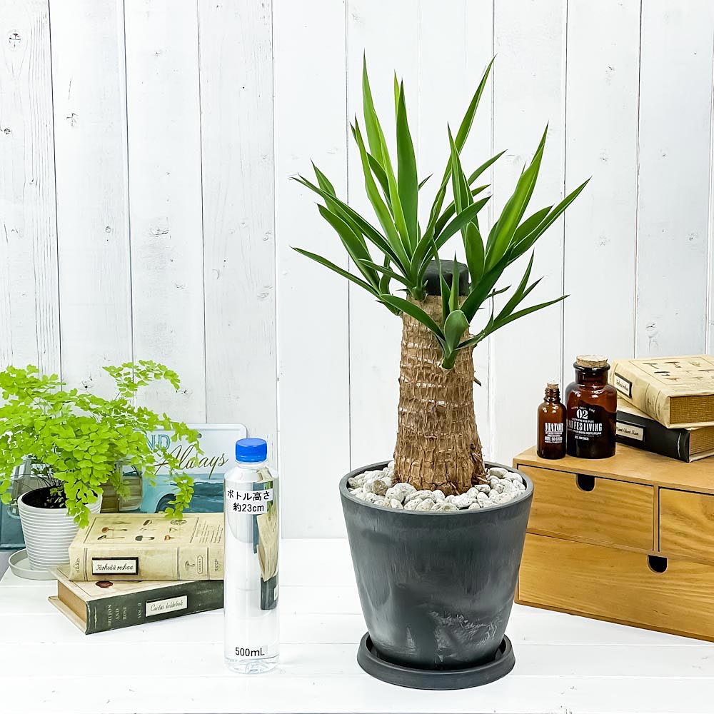 PLANCHU 観葉植物 ユッカ グアテマレンシス 7号樹脂鉢 ダークグレー 受け皿付き 育て方説明書付き Yucca guatemalensis マヤツリー