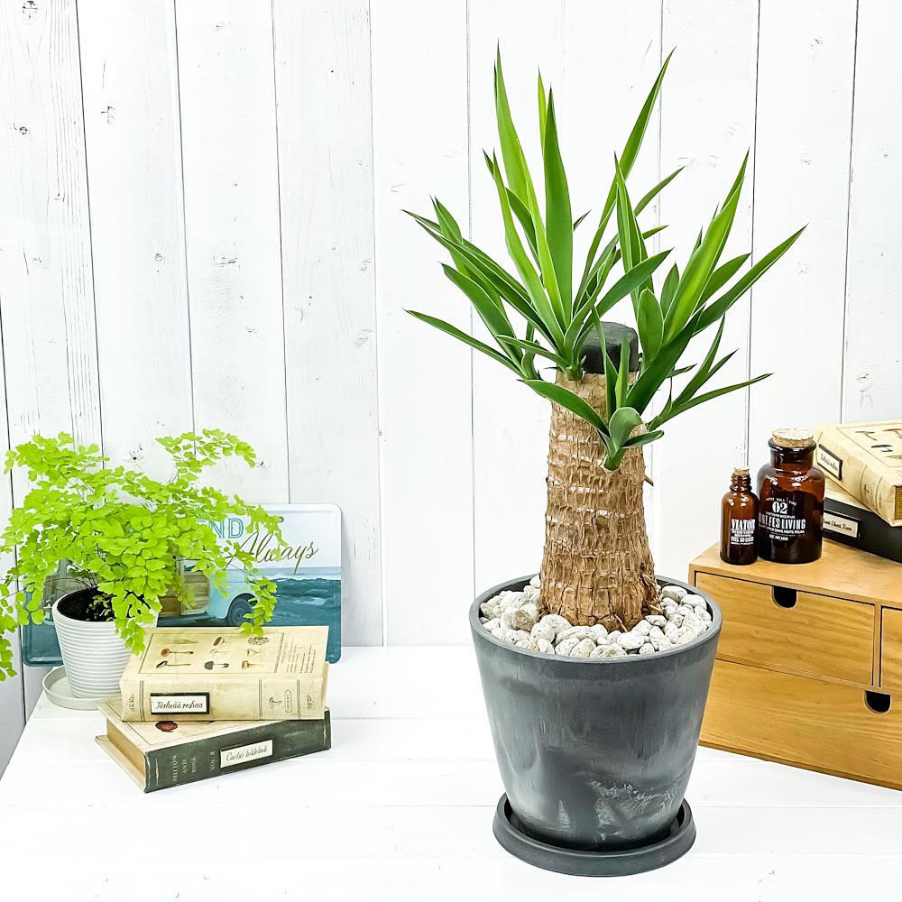 PLANCHU 観葉植物 ユッカ グアテマレンシス 7号樹脂鉢 ダークグレー 受け皿付き 育て方説明書付き Yucca guatemalensis マヤツリー