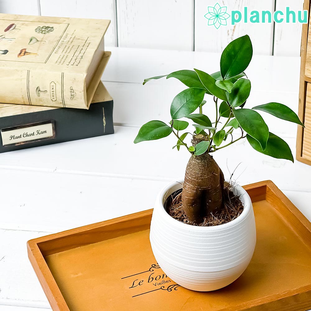 PLANCHU 観葉植物 ガジュマル 3号丸鉢 受け皿付き 育て方説明書付き