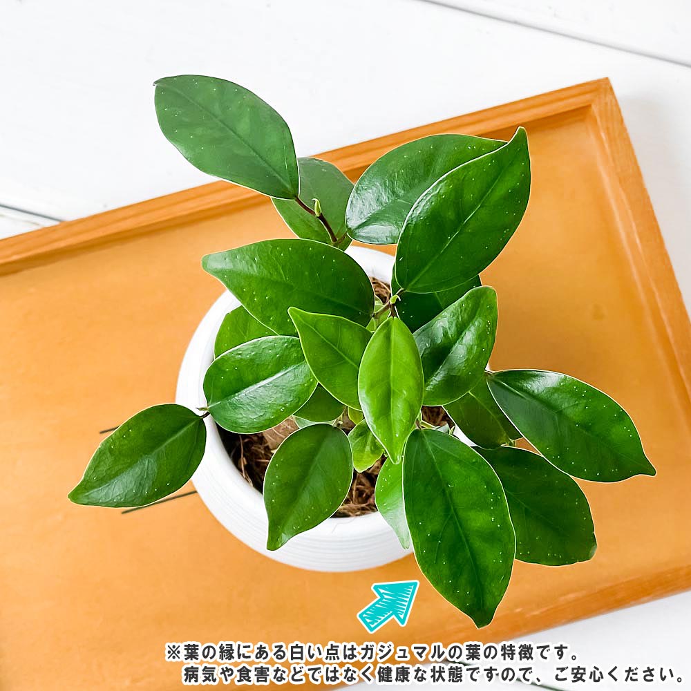 PLANCHU 観葉植物 ガジュマル 3号丸鉢 3鉢セット 受け皿付き 育て方説明書付き Ficus microcarpa フィカス ミクロカルパ