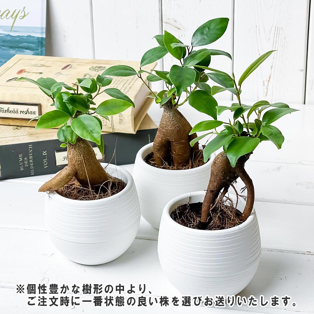 PLANCHU 観葉植物 ガジュマル 3号丸鉢 受け皿付き 育て方説明書付き Ficus microcarpa フィカス ミクロカルパ