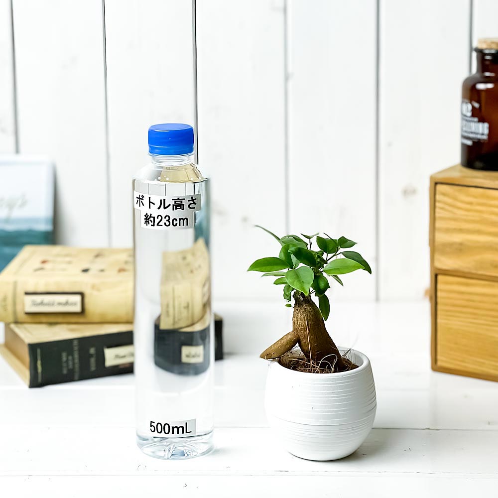 PLANCHU 観葉植物 ガジュマル 3号丸鉢 3鉢セット 受け皿付き 育て方説明書付き Ficus microcarpa フィカス ミクロカルパ