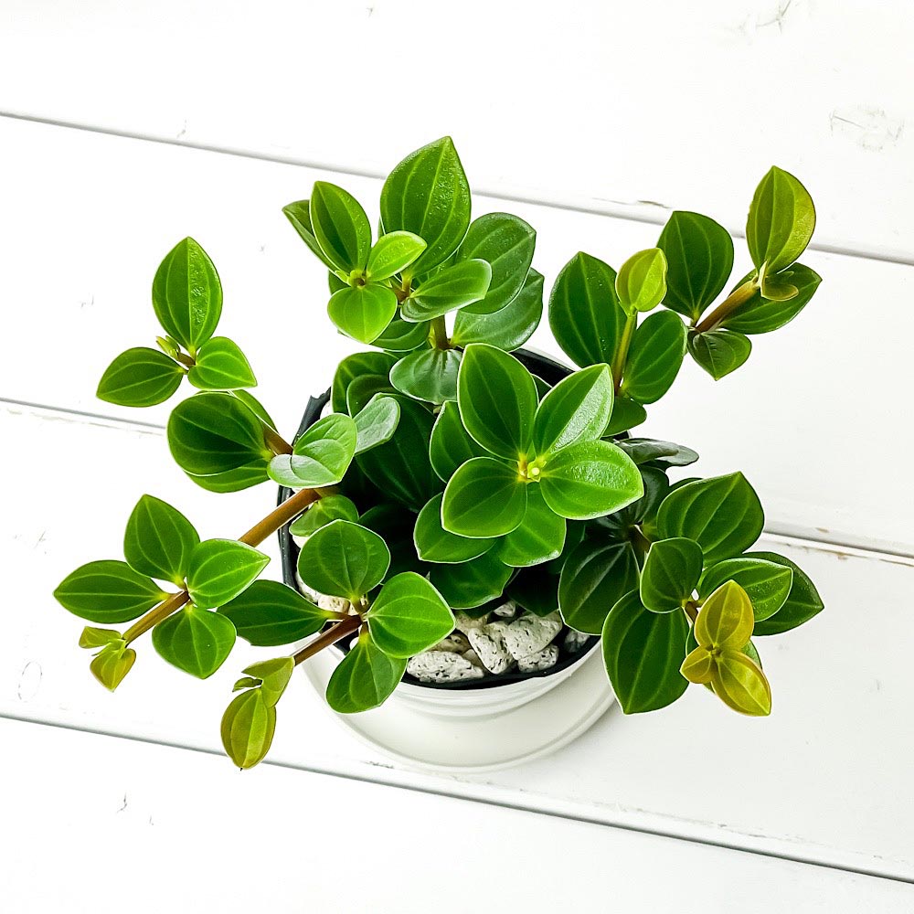 PLANCHU 観葉植物 ペペロミア フェアリー 3.5号鉢 受け皿付き 育て方説明書付き Peperomia ‘Fairy’