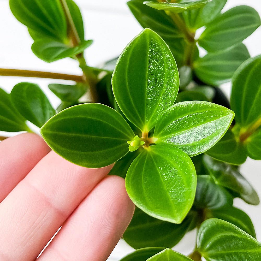 PLANCHU 観葉植物 ペペロミア フェアリー 3.5号鉢 受け皿付き 育て方説明書付き Peperomia ‘Fairy’