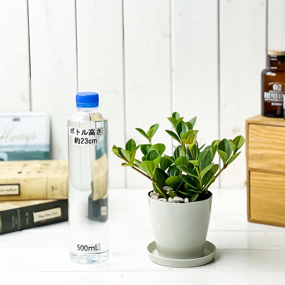 PLANCHU 観葉植物 ペペロミア フェアリー 3.5号鉢 受け皿付き 育て方説明書付き Peperomia ‘Fairy’