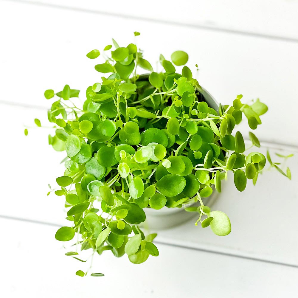 PLANCHU 観葉植物 ペペロミア ジェミニ 3.5号鉢 受け皿付き 育て方説明書付き Peperomia ‘Gemini’