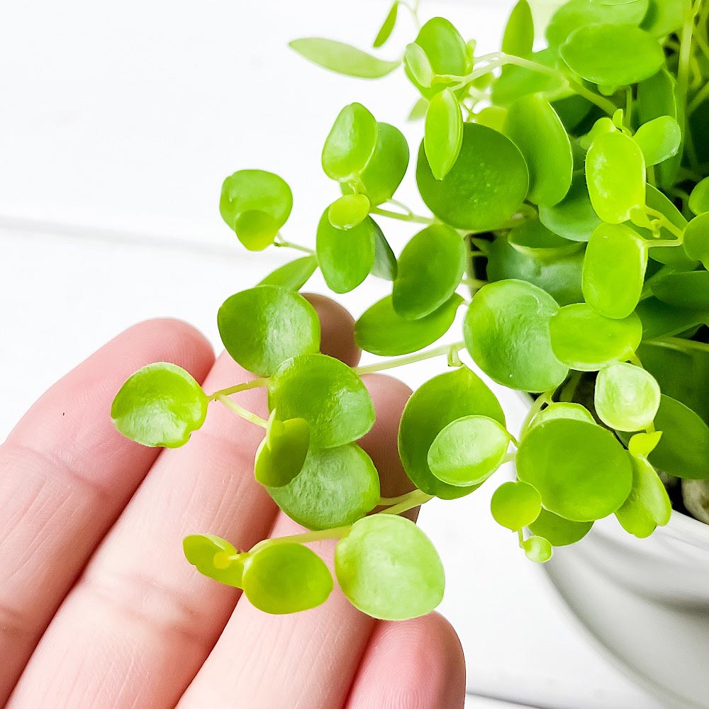 PLANCHU 観葉植物 ペペロミア ジェミニ 3.5号鉢 受け皿付き 育て方説明書付き Peperomia ‘Gemini’